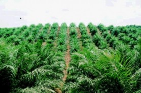 BW PLANTATION: Deforestasi Ancam Hubungan Bisnis dengan…
